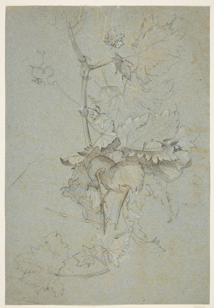 Studie rostlin od Rachel Ruysch