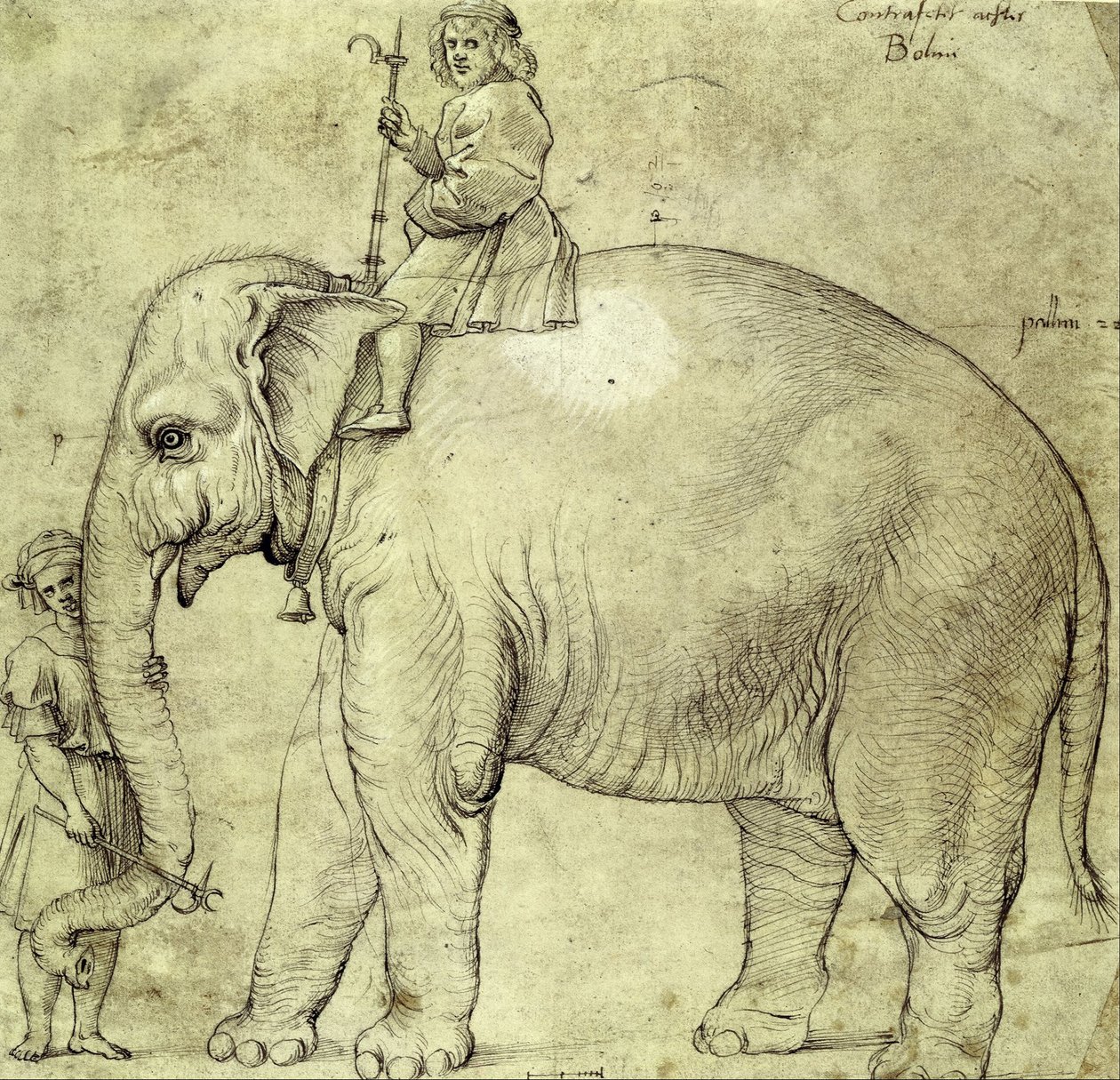 Slon Hanno od Raffaello Sanzio Raphael