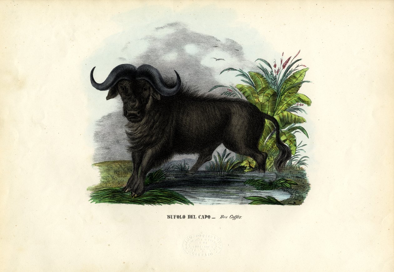 Buvol africký, 1863-79 od Raimundo Petraroja