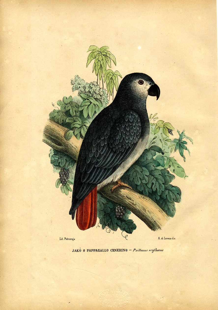 Papoušek šedý, 1863-79 od Raimundo Petraroja