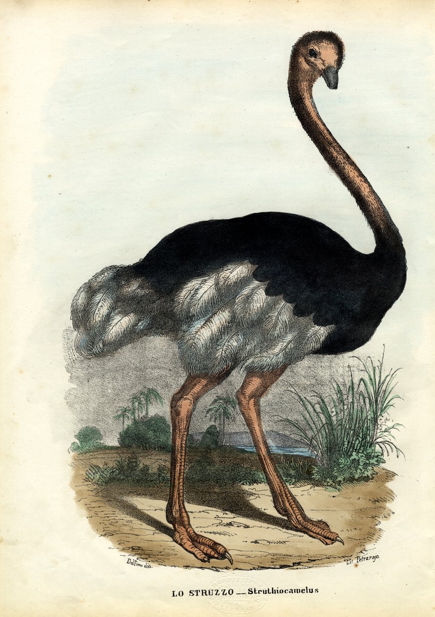 Africký pštros, 1863-79 od Raimundo Petraroja