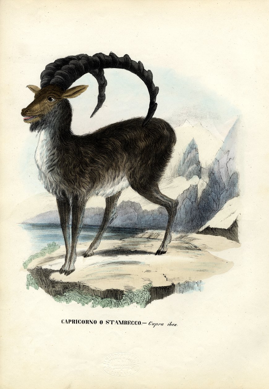 Kozorožec alpský, 1863-79 od Raimundo Petraroja