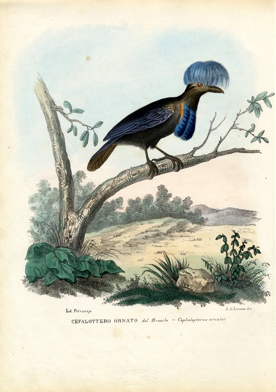 Amazonský Umbrellabird, 1863-79 od Raimundo Petraroja