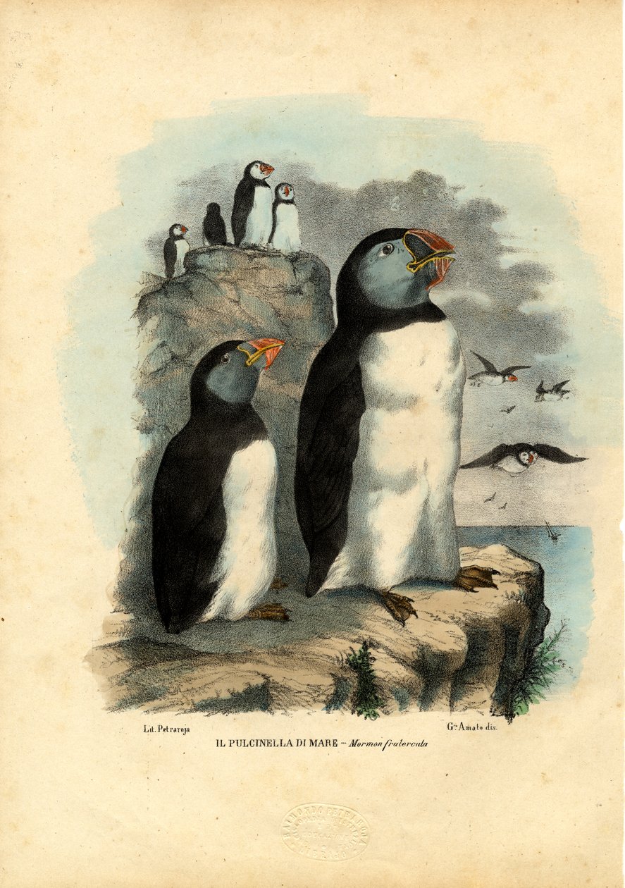 Atlantik Puffin, 1863-79 od Raimundo Petraroja
