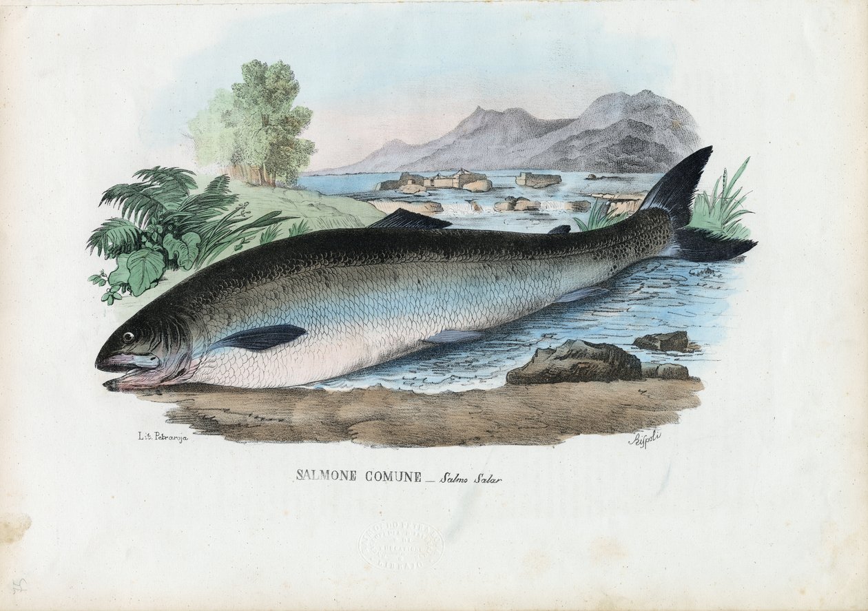 Atlantský losos, 1863-79 od Raimundo Petraroja