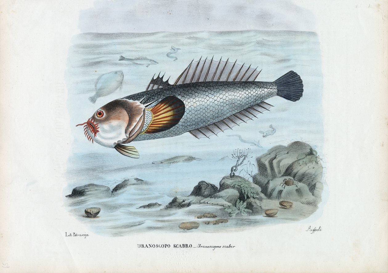 Atlantic Stargazer, 1863-79 od Raimundo Petraroja