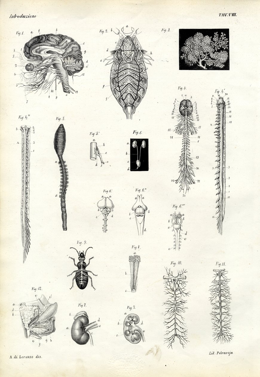 Páteře, 1863-79 od Raimundo Petraroja