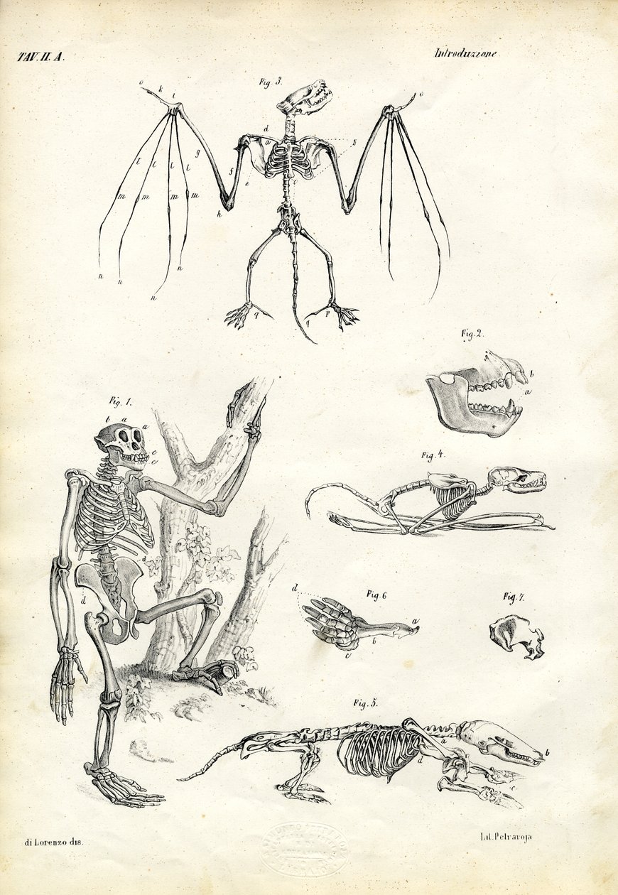 Netopýr, 1863-79 od Raimundo Petraroja
