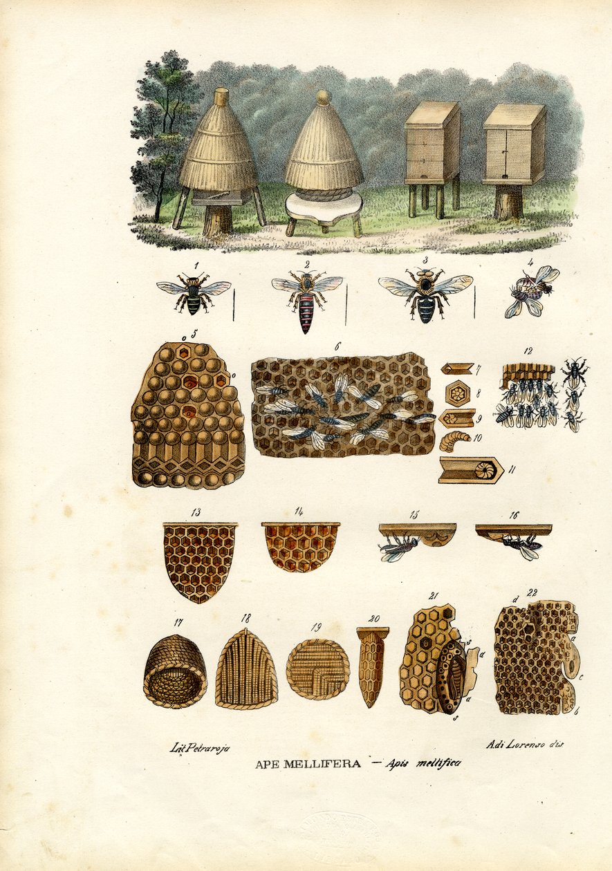 Včely, 1863-79 od Raimundo Petraroja