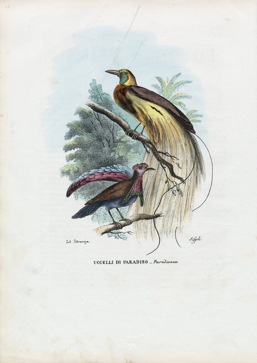 Rajský pták, 1863-79 od Raimundo Petraroja
