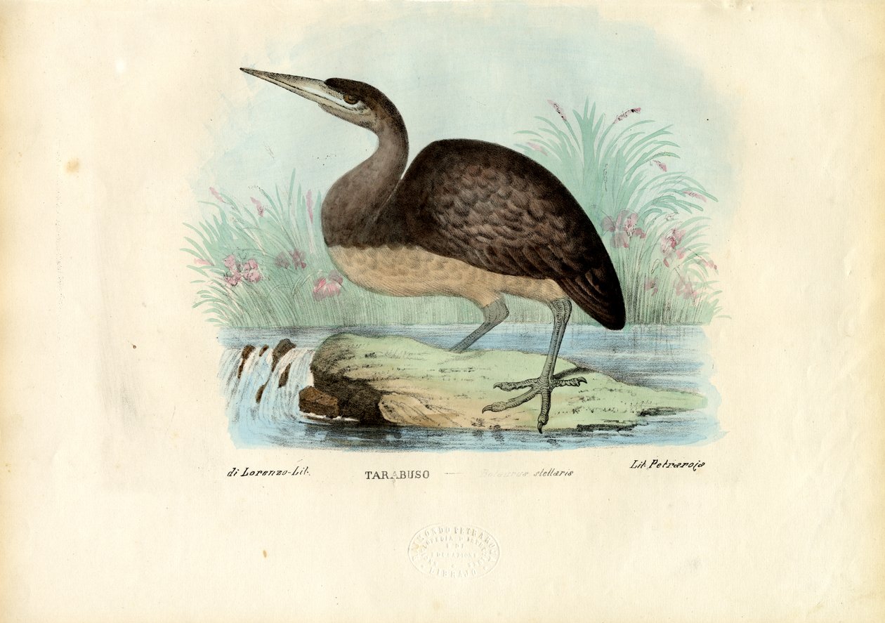 Bittern, 1863-79 od Raimundo Petraroja