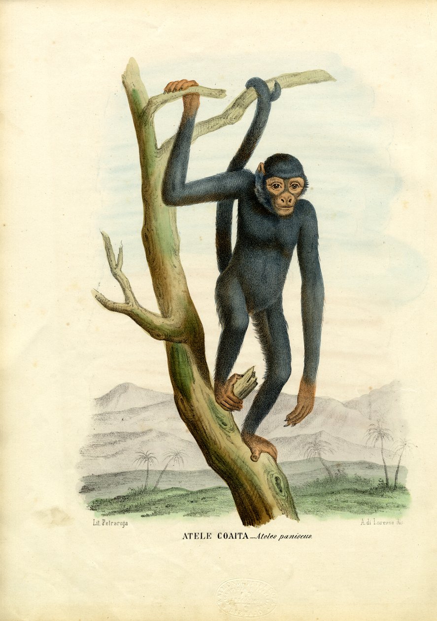 Black Spider Monkey, 1863-79 od Raimundo Petraroja