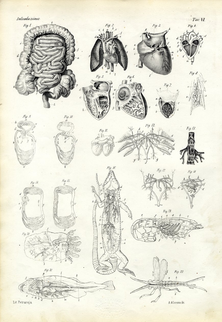 Krevní systém, 1863-79 od Raimundo Petraroja