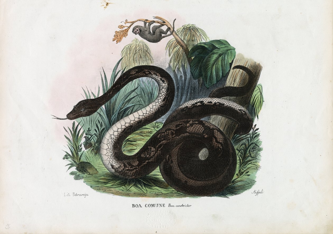 Boa Constrictor, 1863-79 od Raimundo Petraroja