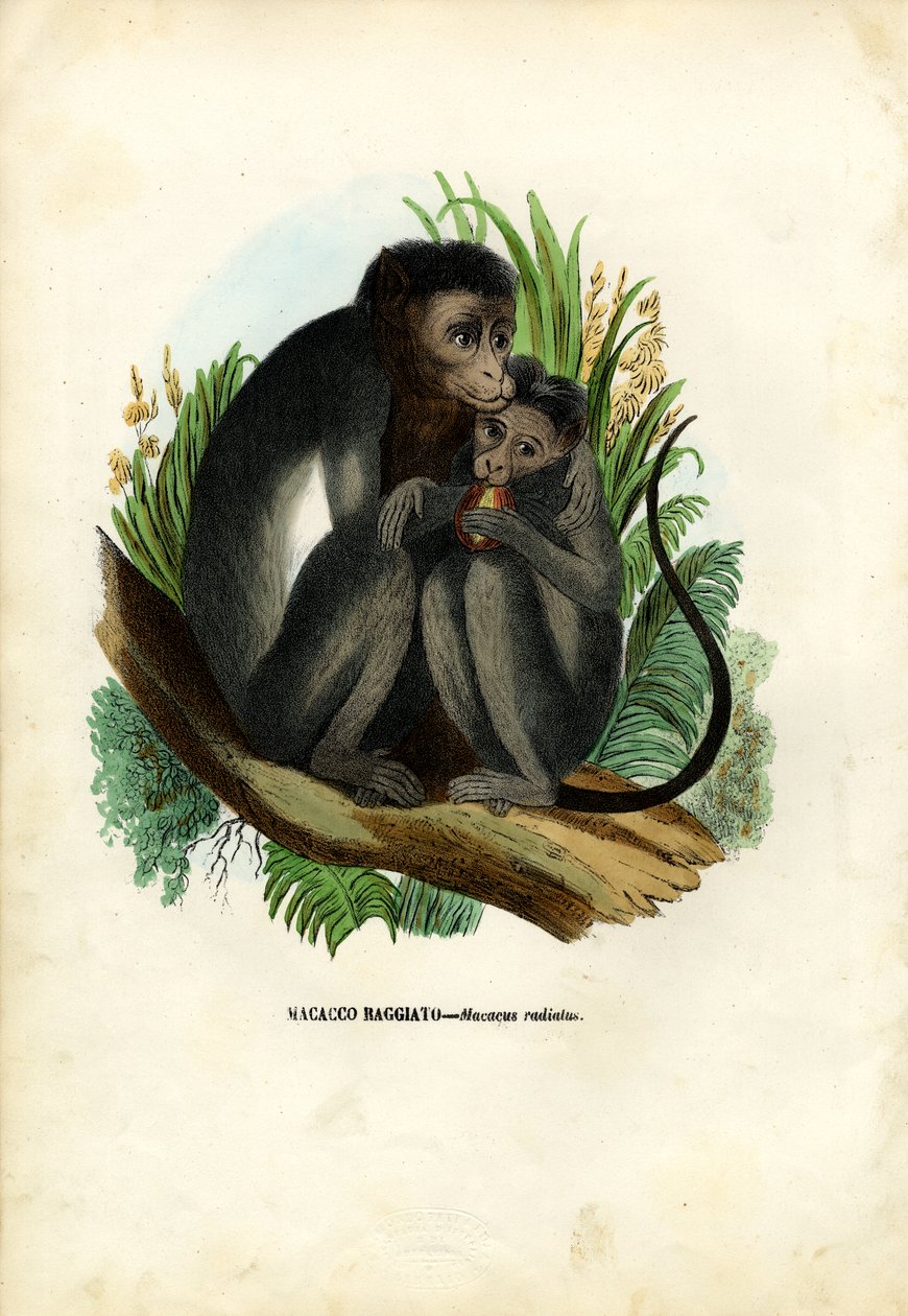 Bonnet Monkey, 1863-79 od Raimundo Petraroja