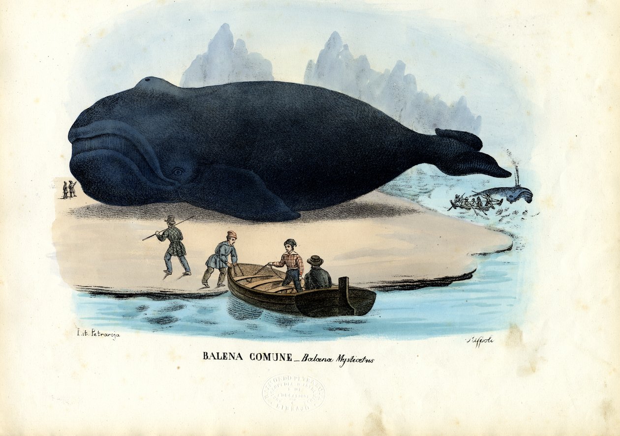 Bowhead Whale, 1863-79 od Raimundo Petraroja