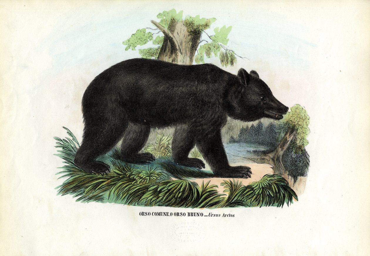 Medvěd hnědý, 1863-79 od Raimundo Petraroja