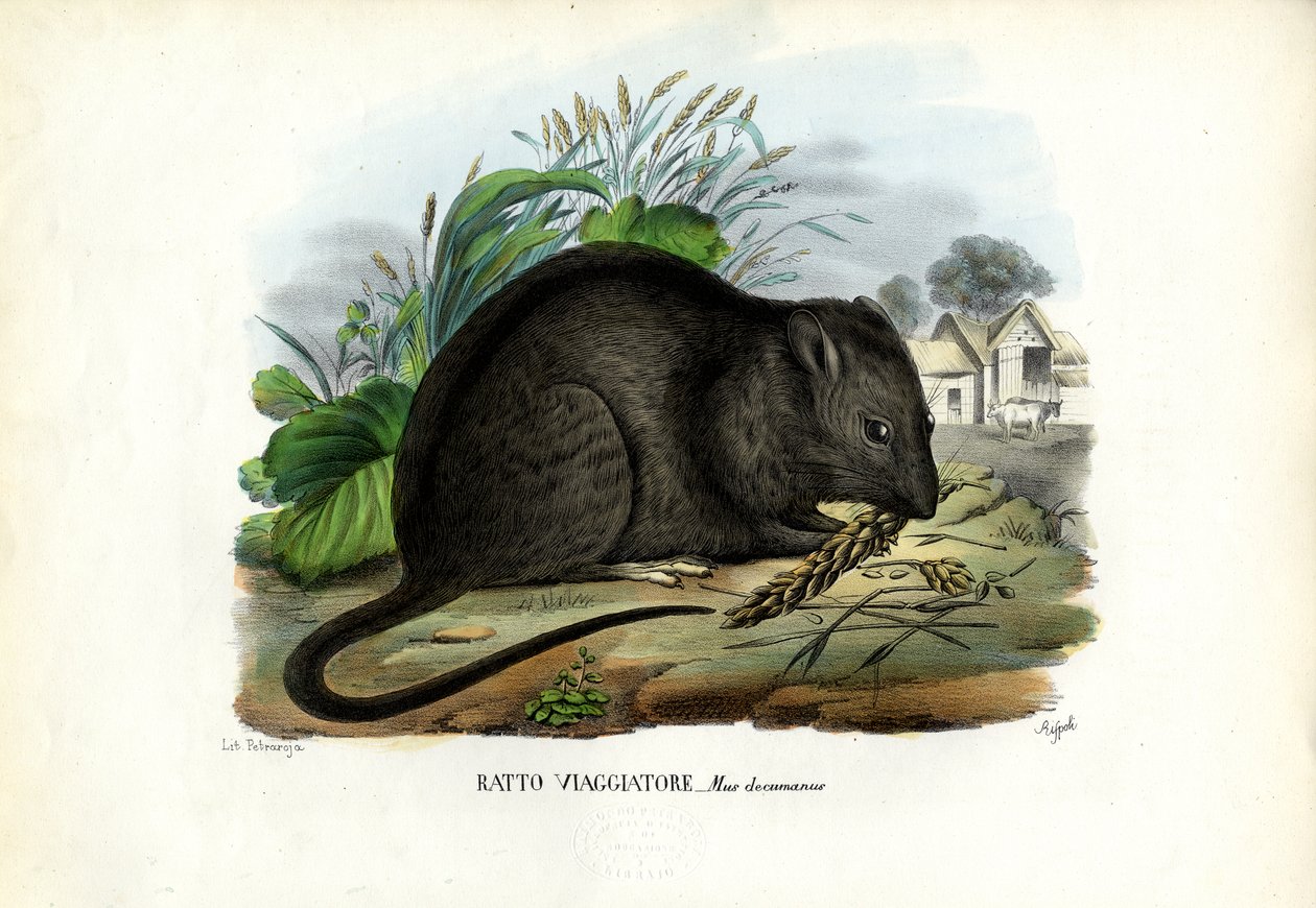 Hnědá krysa, 1863-79 od Raimundo Petraroja