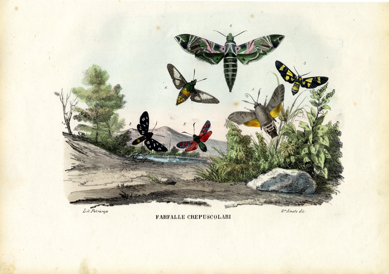 Motýli, 1863-79 od Raimundo Petraroja