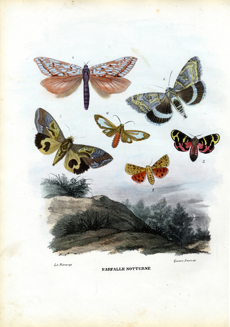 Motýli, 1863-79 od Raimundo Petraroja
