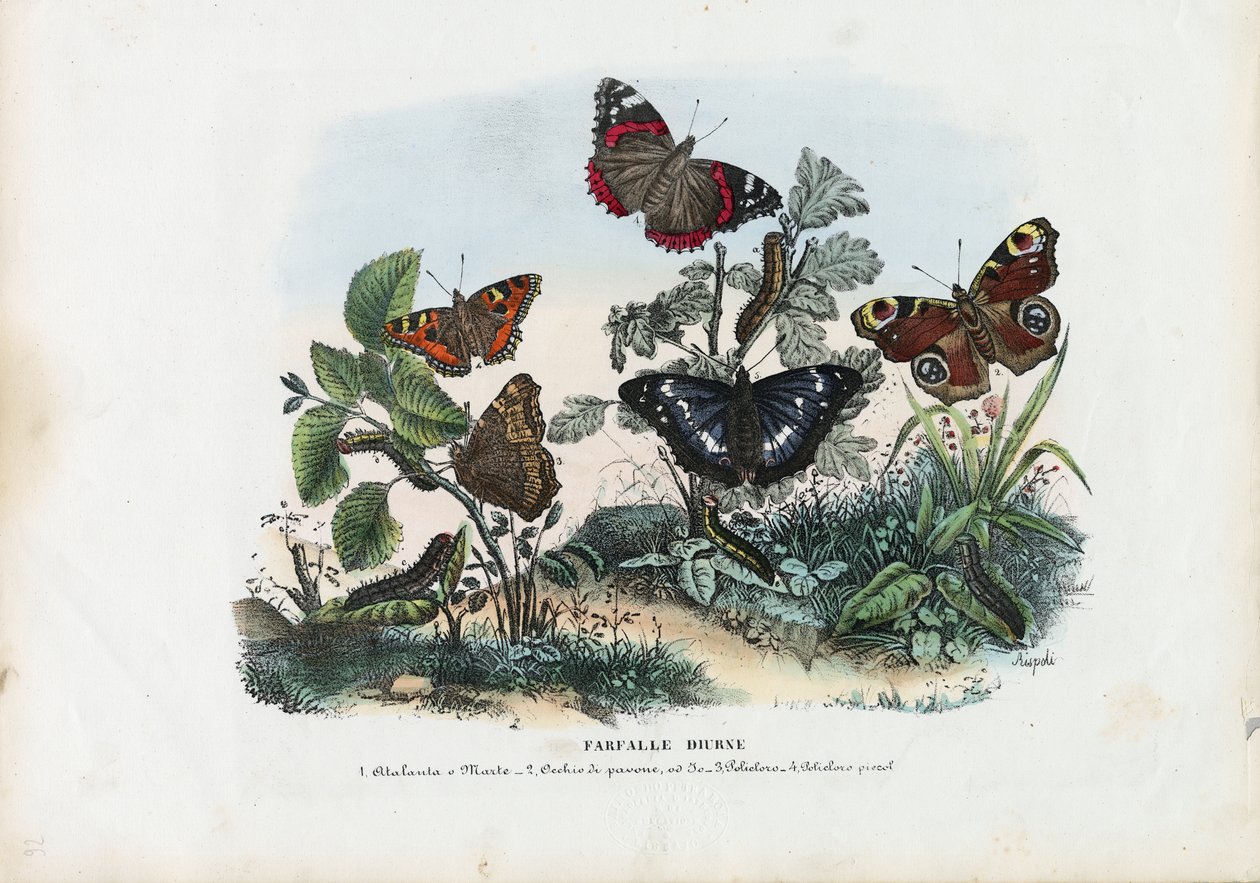 Motýli, 1863-79 od Raimundo Petraroja