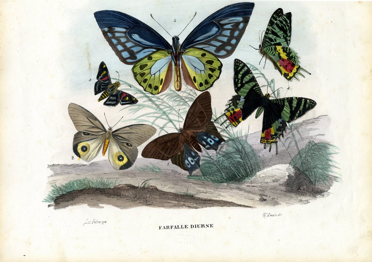 Motýli, 1863-79 od Raimundo Petraroja
