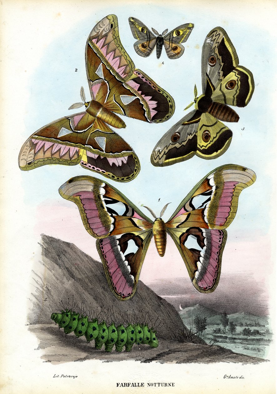 Motýli, 1863-79 od Raimundo Petraroja