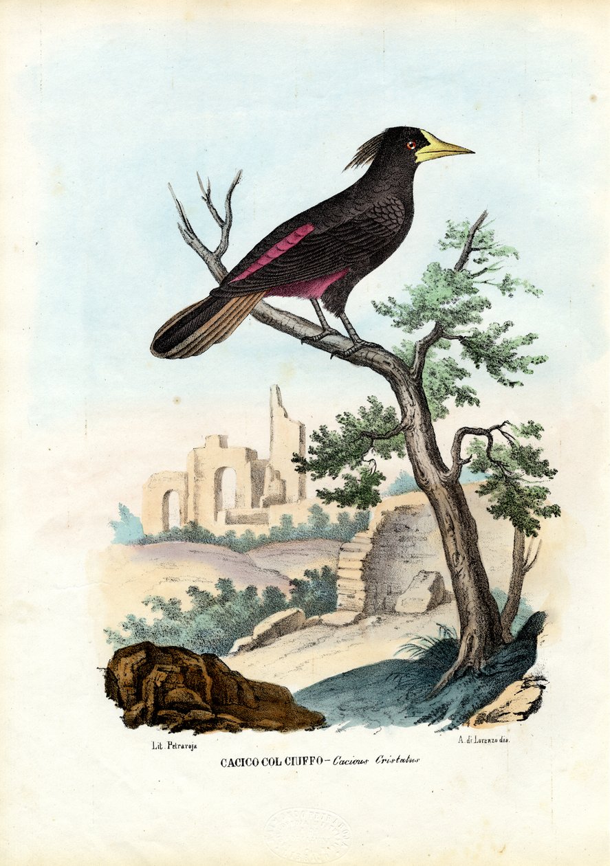 Cacique, 1863-79 od Raimundo Petraroja
