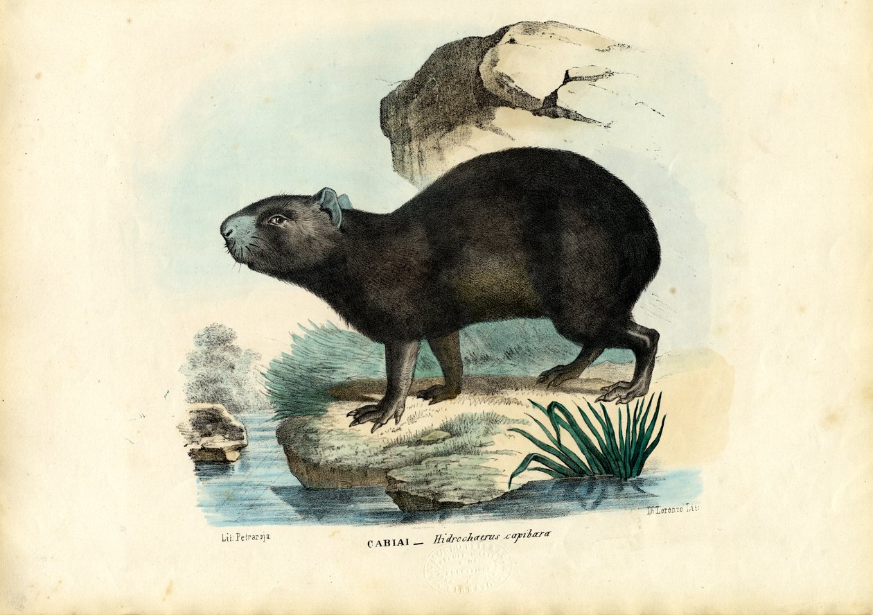 Capibara, 1863-79 od Raimundo Petraroja