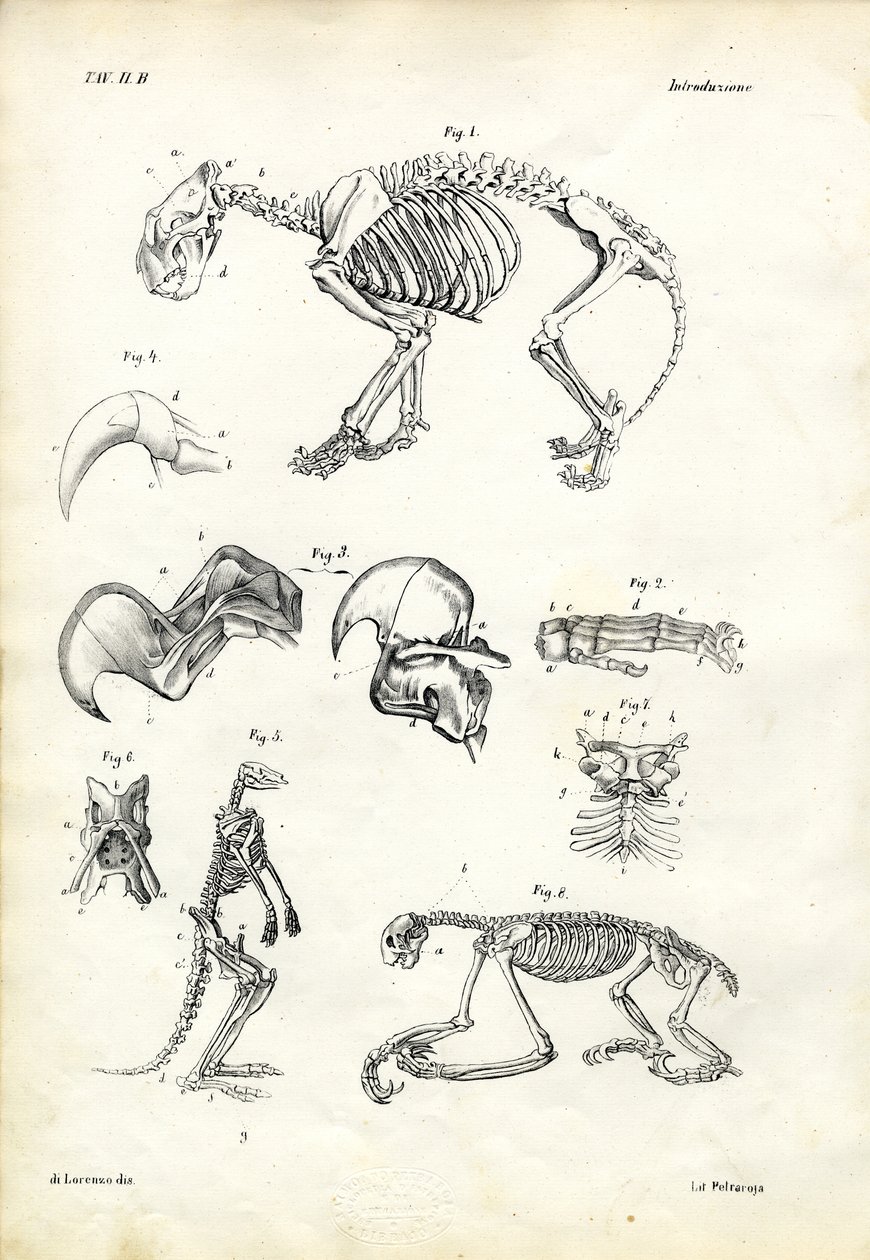 Kočka, 1863-79 od Raimundo Petraroja