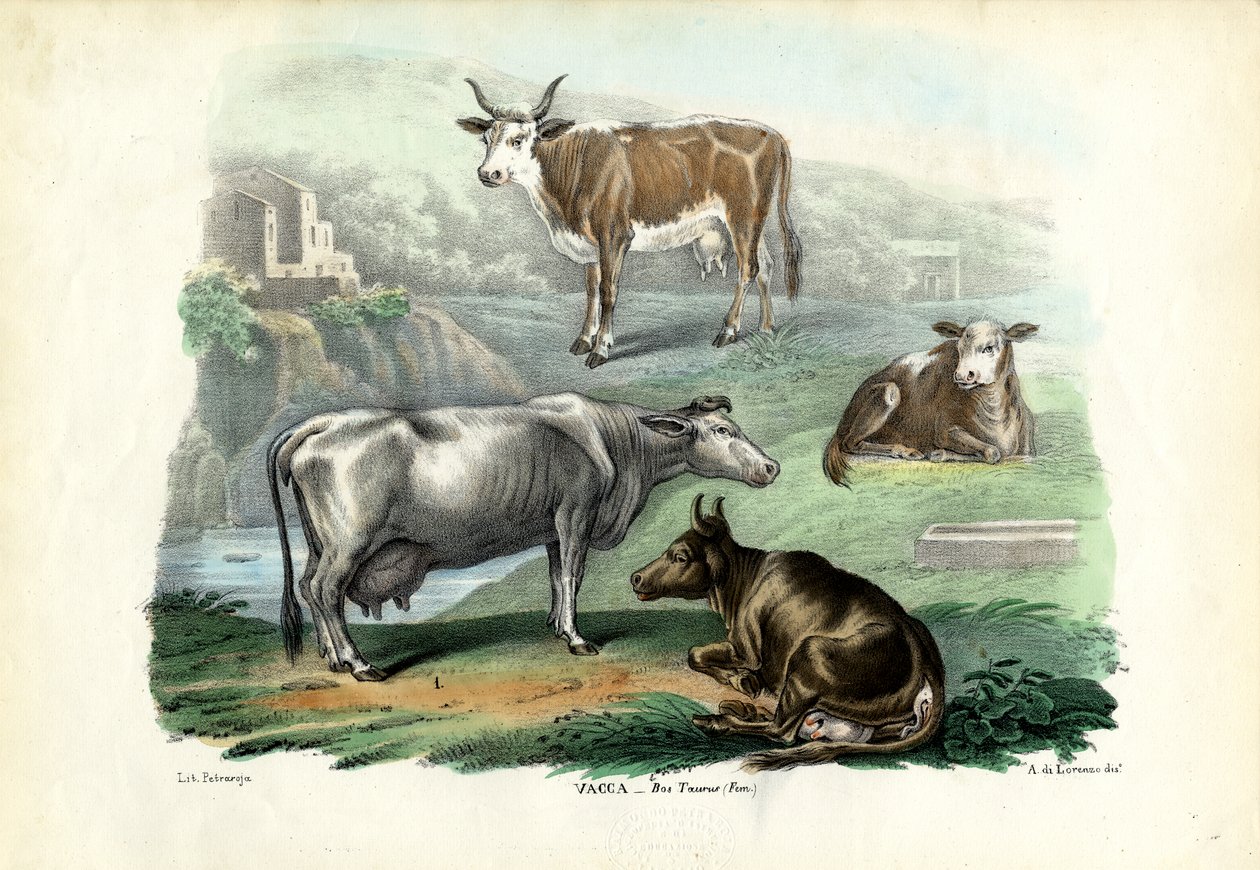 Dobytek, 1863-79 od Raimundo Petraroja