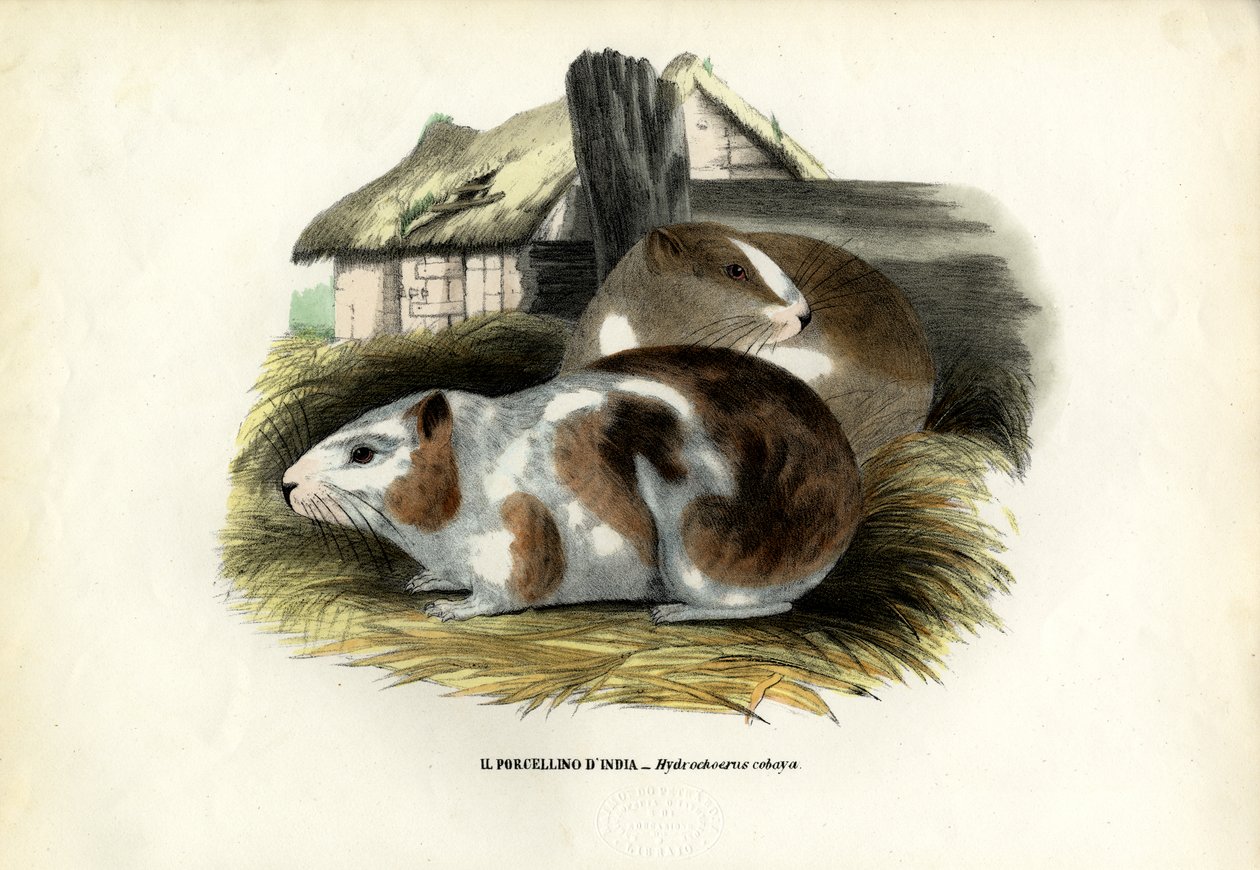 Cavy, 1863-79 od Raimundo Petraroja