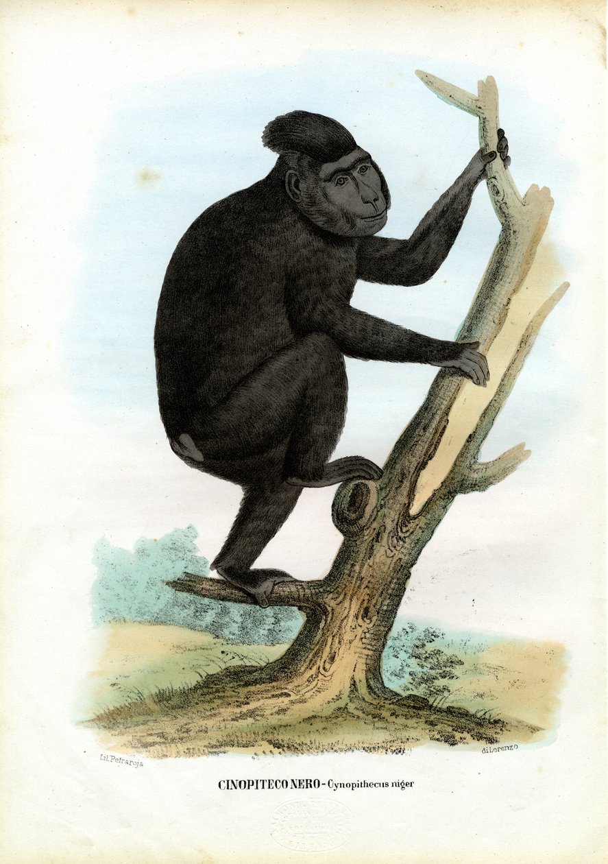 Celebes Ape, 1863-79 od Raimundo Petraroja