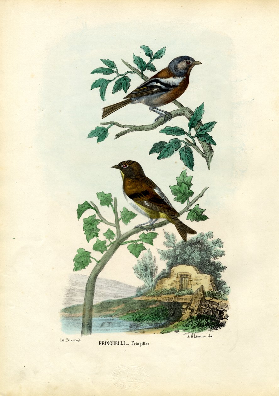 Pěnkava, 1863-79 od Raimundo Petraroja