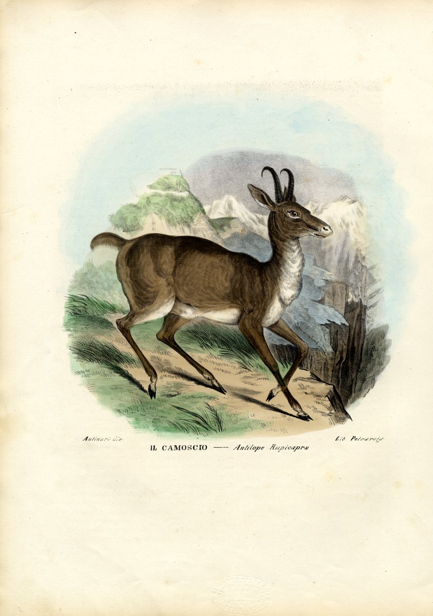 Kamzík, 1863-79 od Raimundo Petraroja