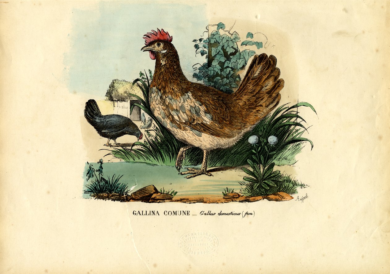 Kuře, 1863-79 od Raimundo Petraroja
