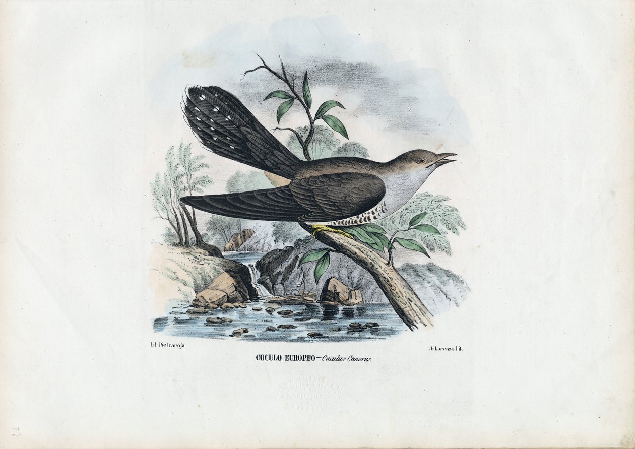 Kukačka obecná, 1863-79 od Raimundo Petraroja
