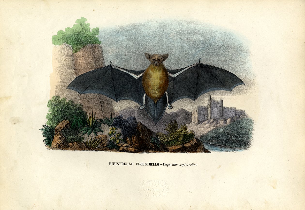 Pipistrelle obecná, 1863-79 od Raimundo Petraroja