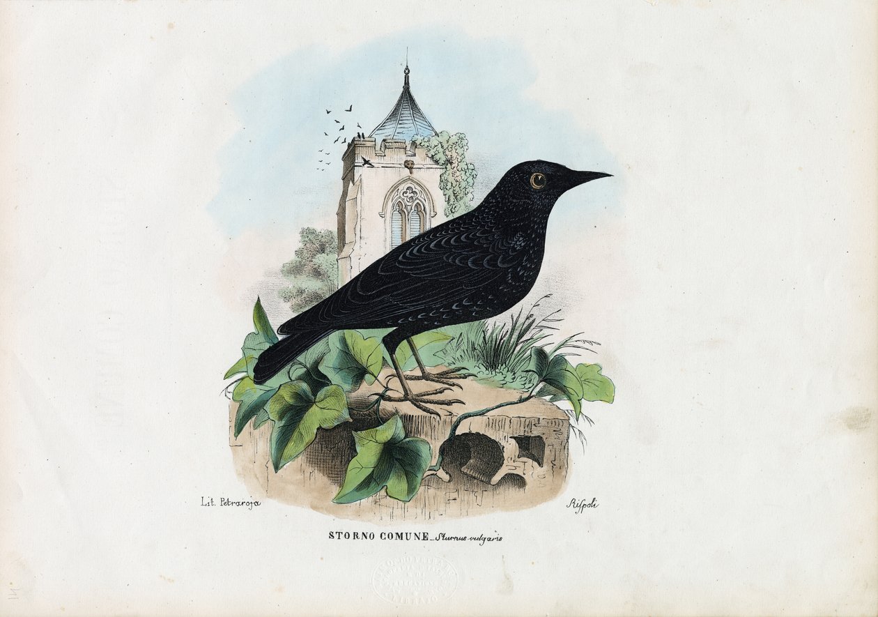 Špaček obecný, 1863-79 od Raimundo Petraroja