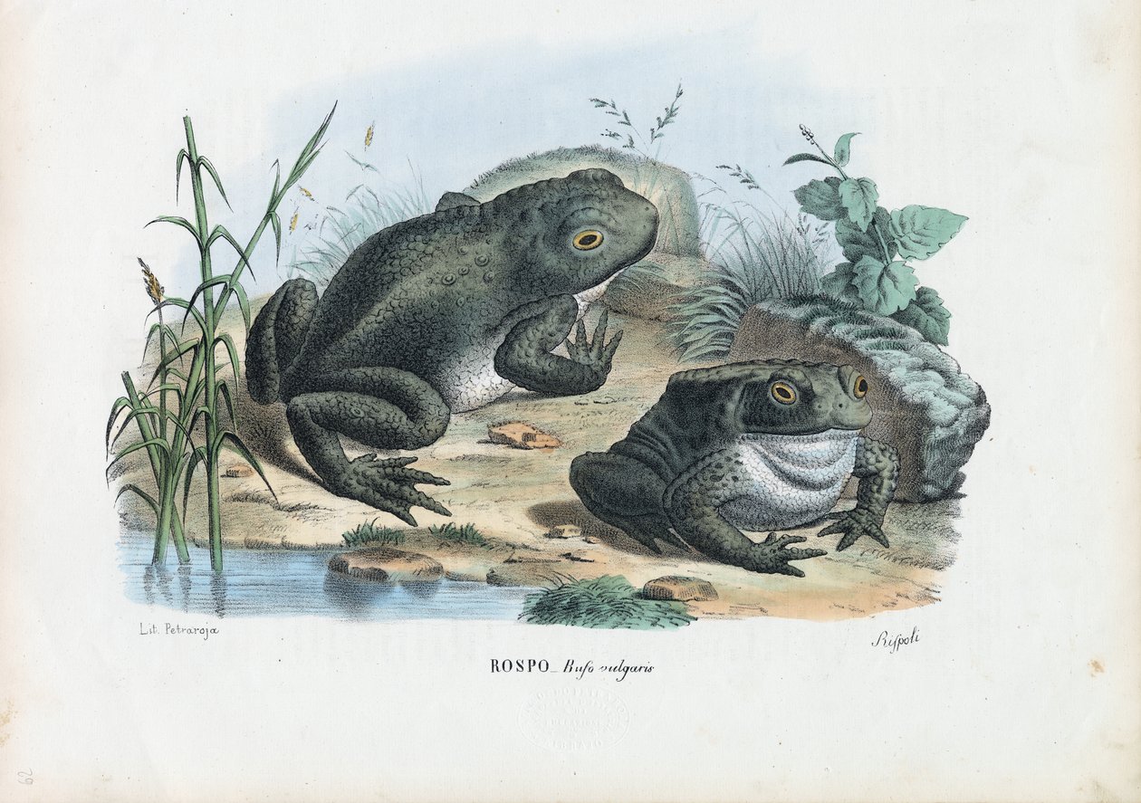 Ropucha obecná, 1863-79 od Raimundo Petraroja