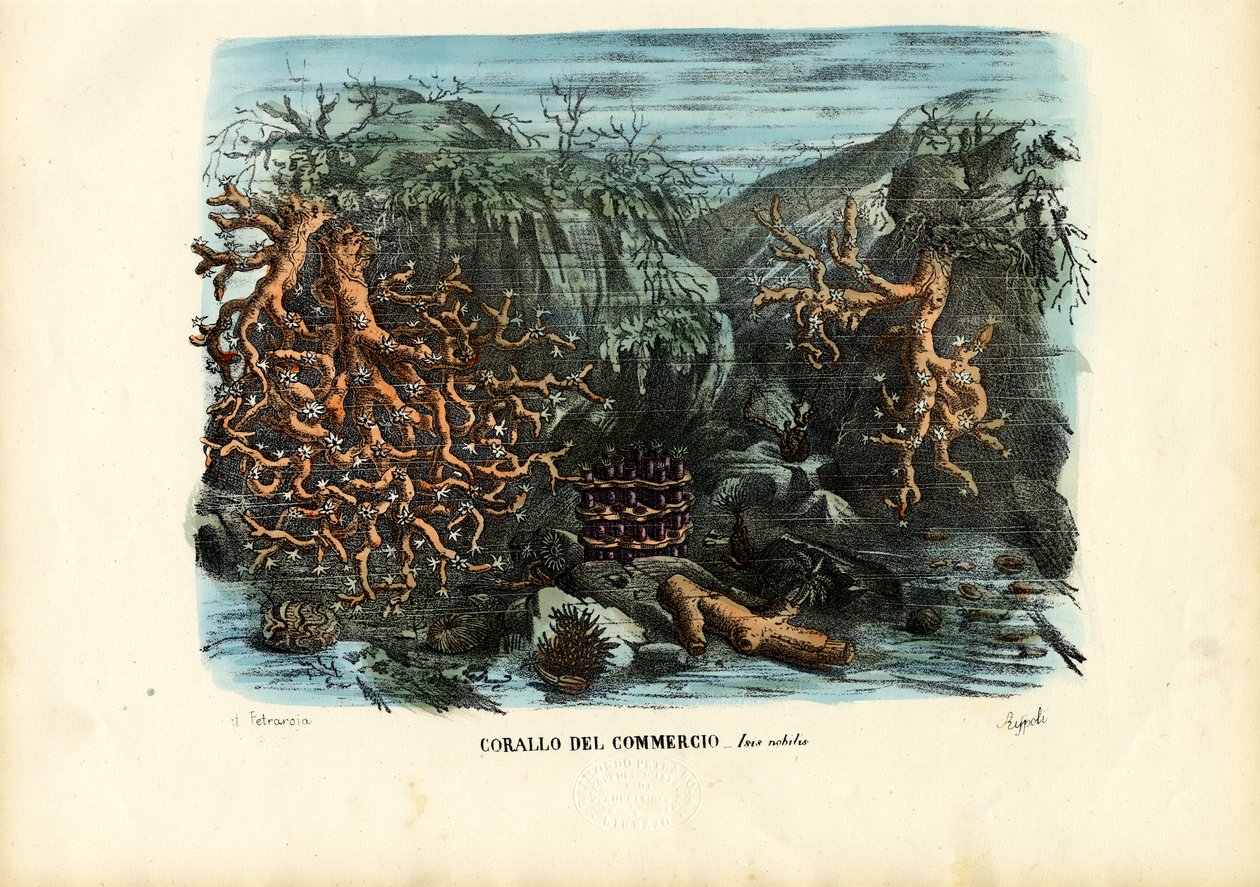 Korály, 1863-79 od Raimundo Petraroja
