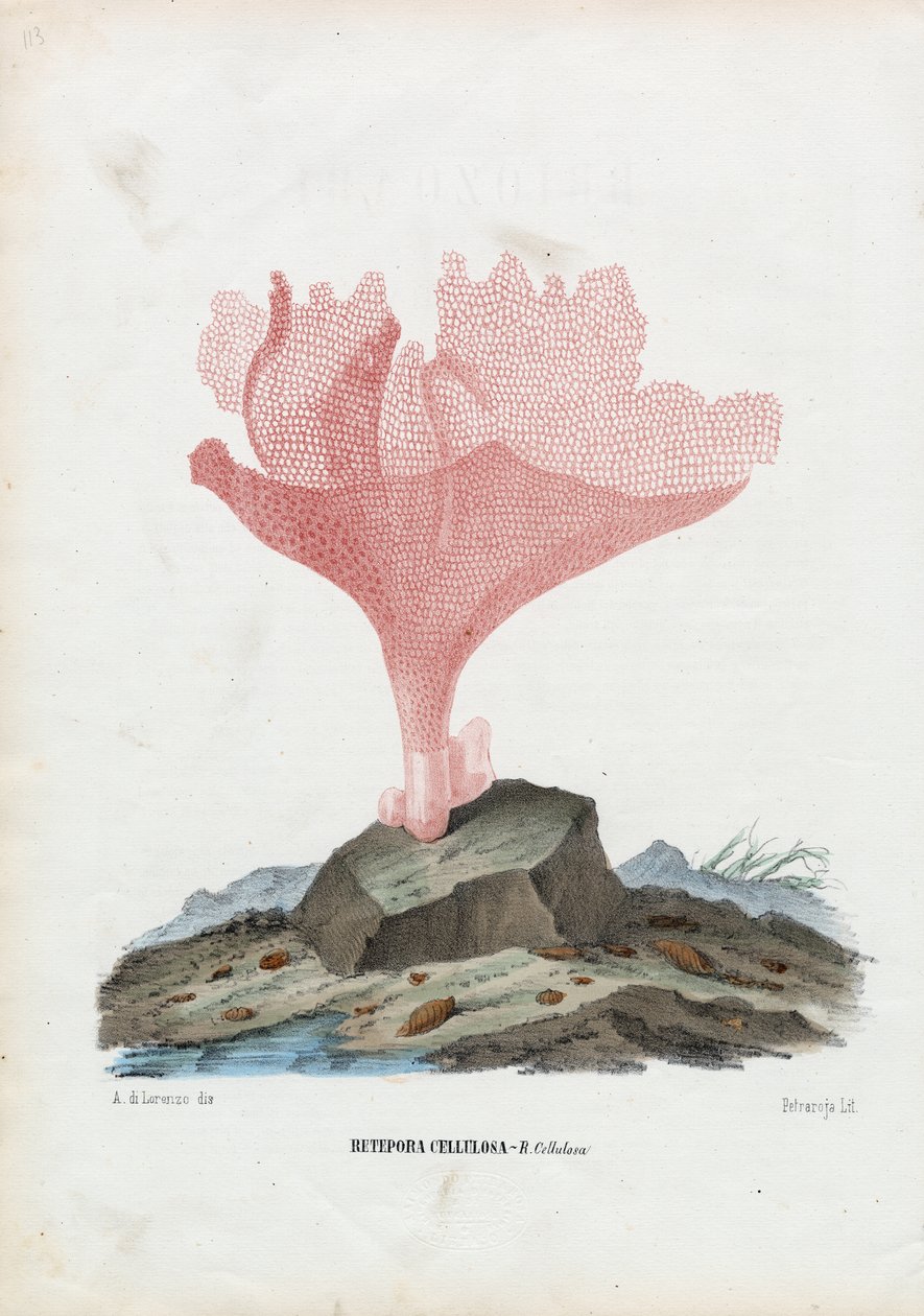 Korály, 1863-79 od Raimundo Petraroja