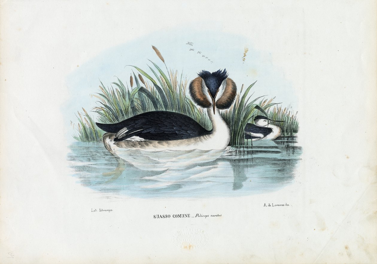 Potápka chocholatá, 1863-79 od Raimundo Petraroja