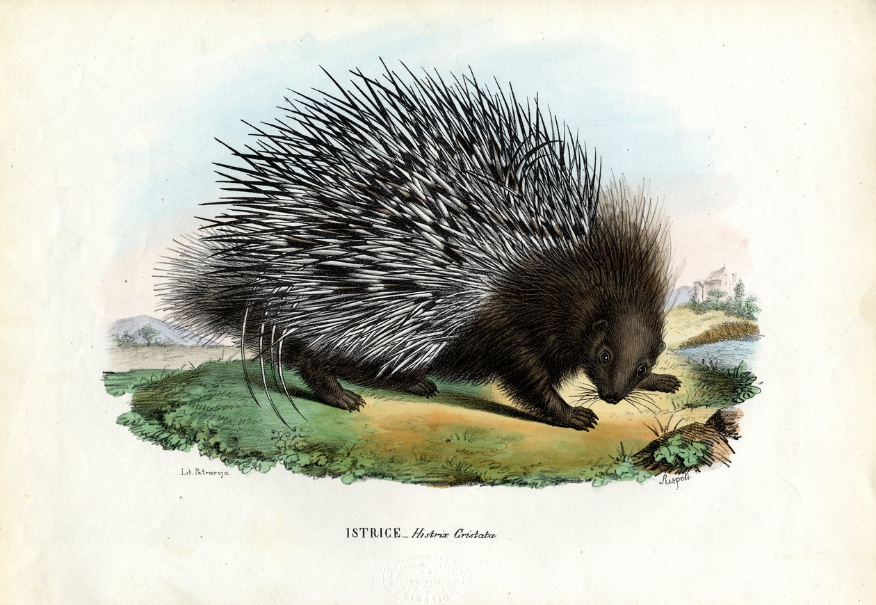 Dikobraz chocholatý, 1863-79 od Raimundo Petraroja