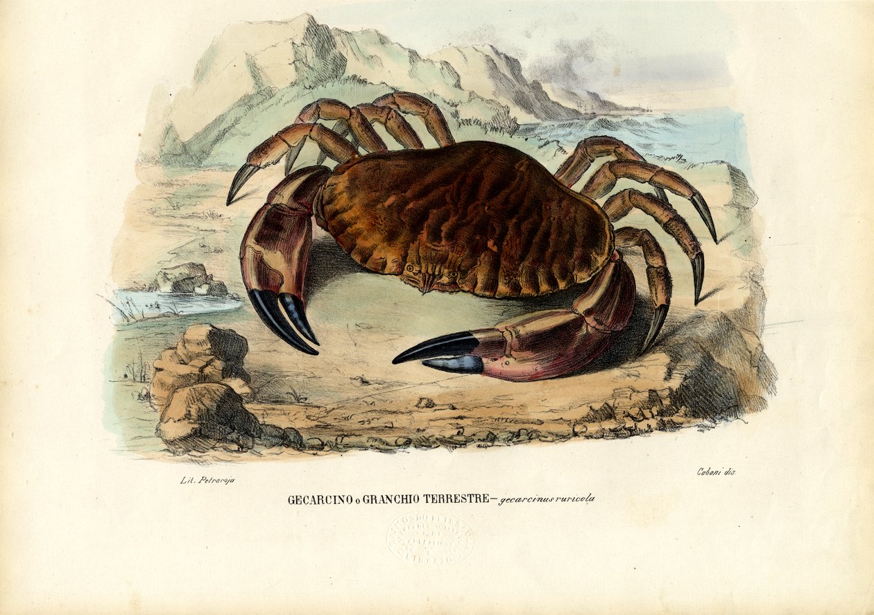 Korýši, 1863-79 od Raimundo Petraroja