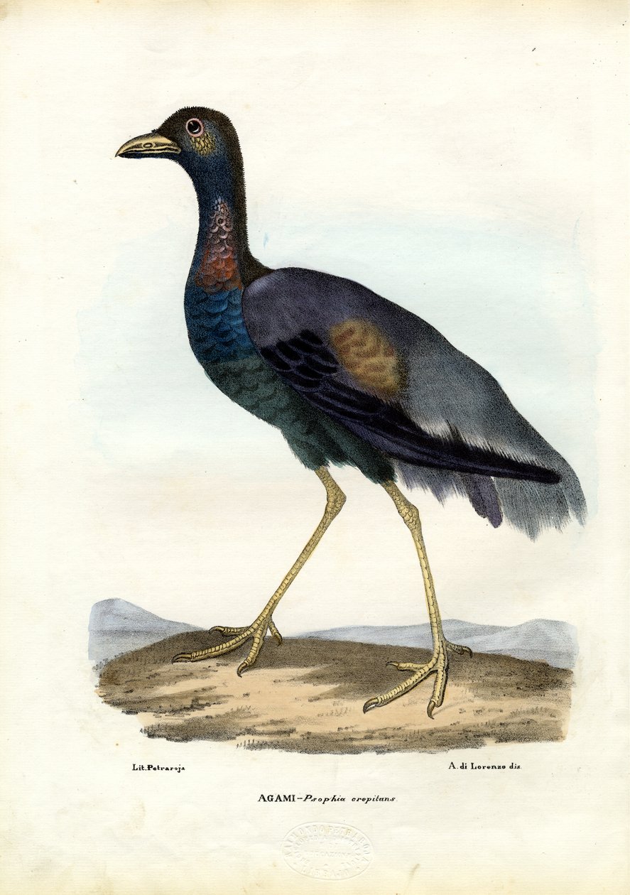 Dark-Winged Trumpeter, 1863-79 od Raimundo Petraroja