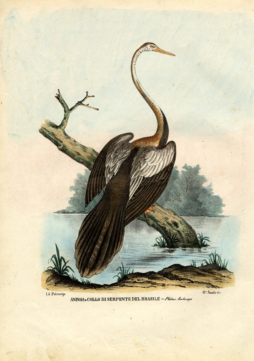 Darter, 1863-79 od Raimundo Petraroja