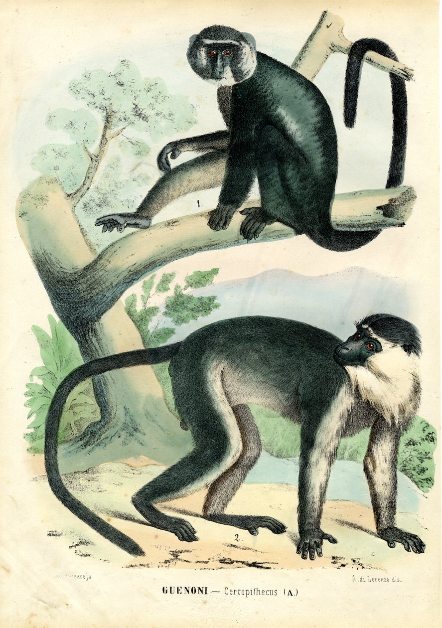 Diana Monkey, 1863-79 od Raimundo Petraroja