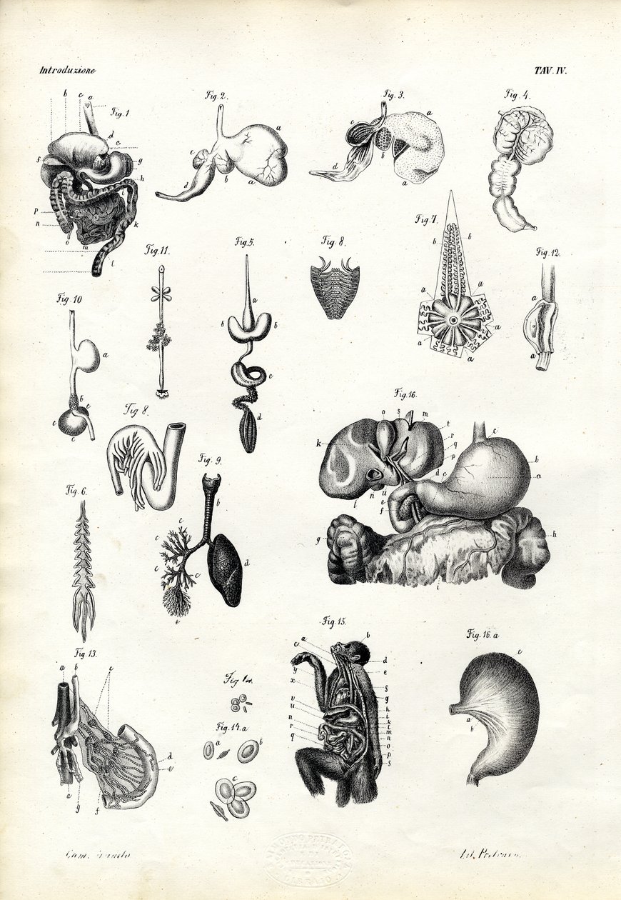 Trávicí orgány, 1863-79 od Raimundo Petraroja