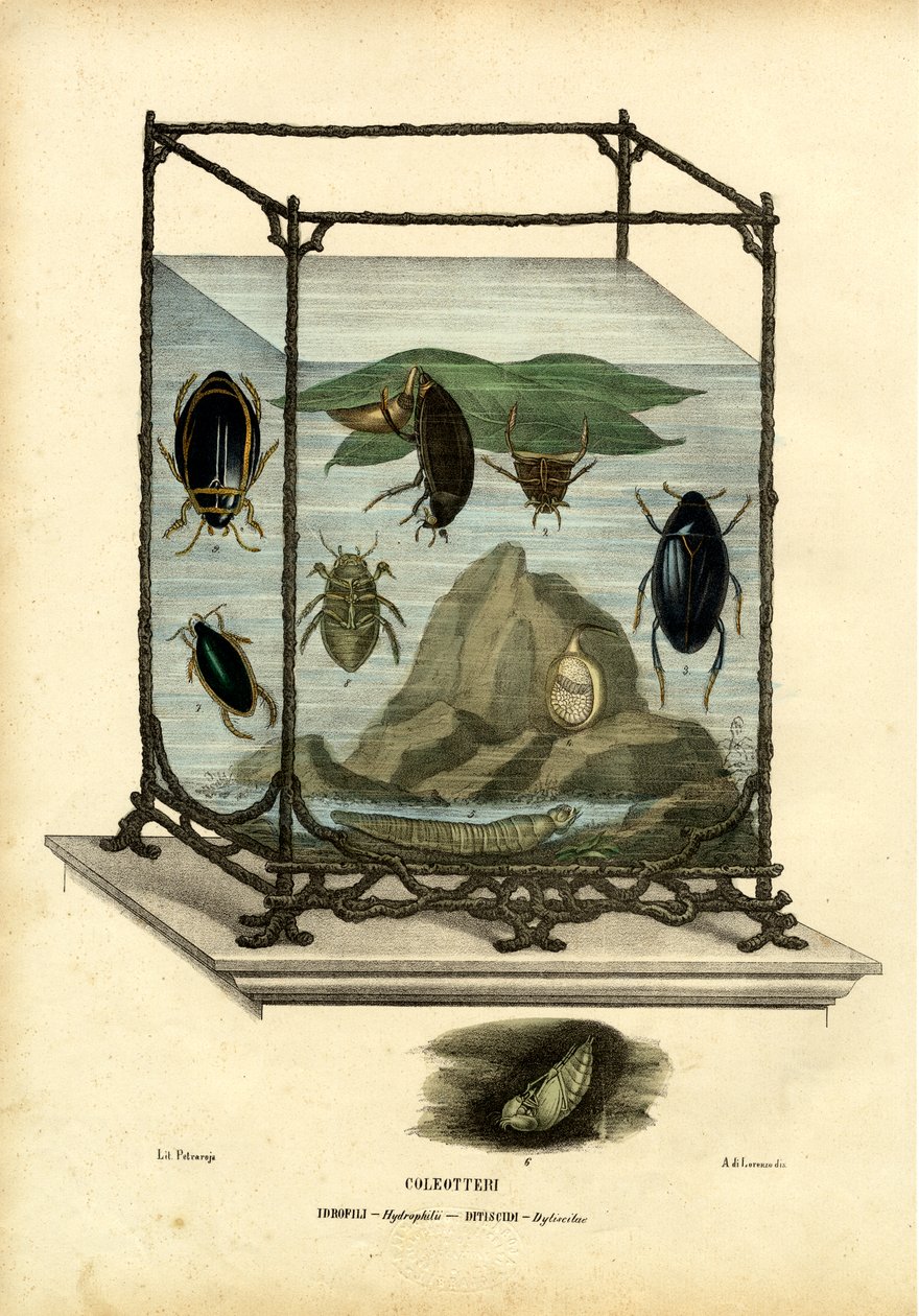 Potápění a vodní brouci, 1863-79 od Raimundo Petraroja